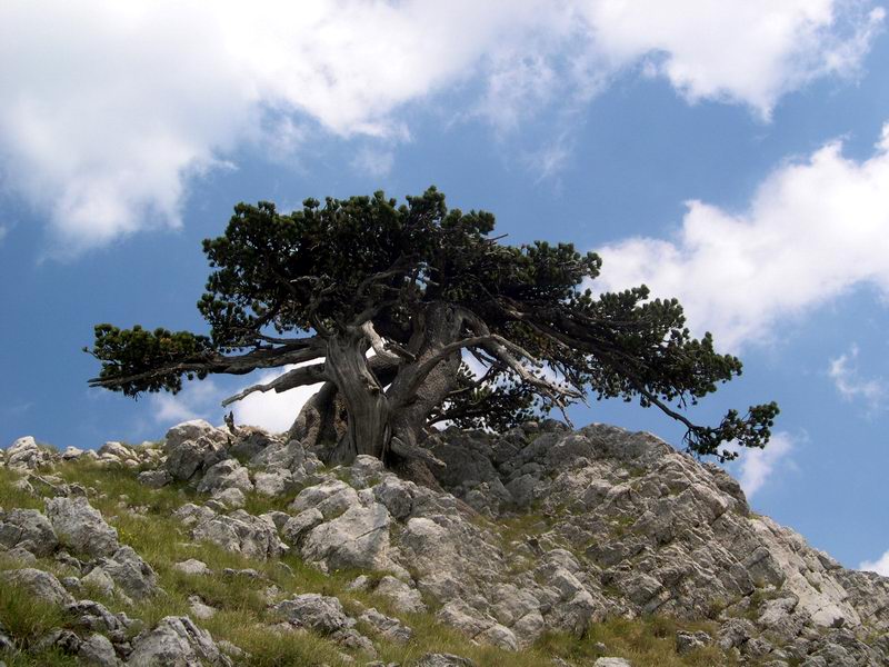 Pinus Leucodermis - PINO LORICATO